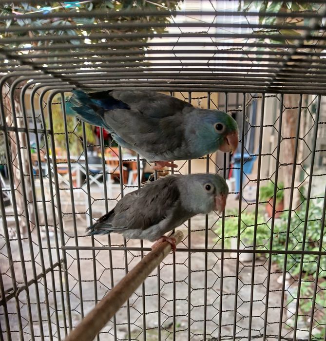 Forpus de 2025, Anilhados