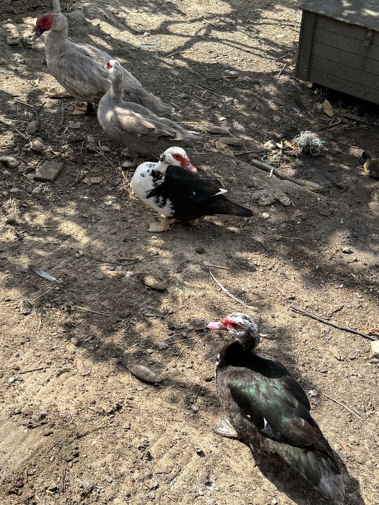 Patas adultas a porem ovos