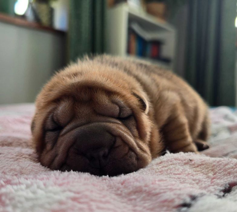 Shar Pei piesek, umaszczenie czerwone, ZKwP / FCI