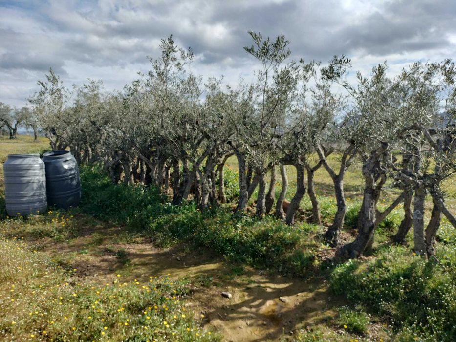 Oliveiras Negrinha de Freixo — Tesouros de 40 Anos por Apenas 45€!