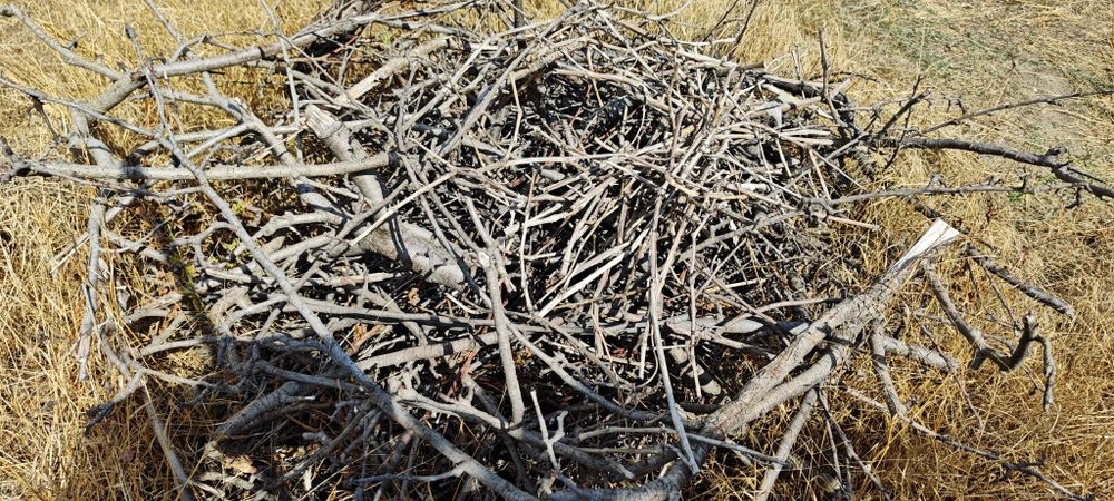 На дрова гілля(зріз з дерев)