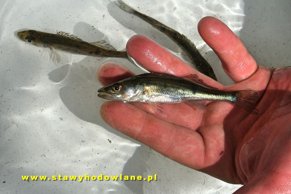 Sandacz 5 cm Ryby do zarybiania stawów i oczek wodnych