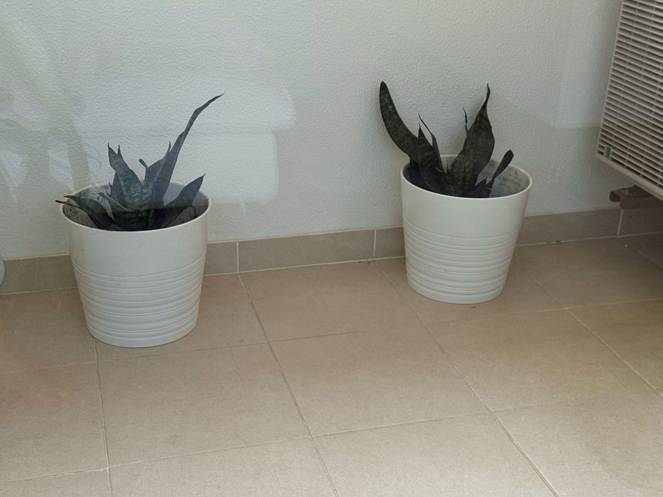 Vasos 32 cm cada