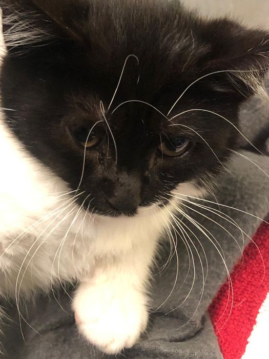 Gatinha 2meses muito meiga