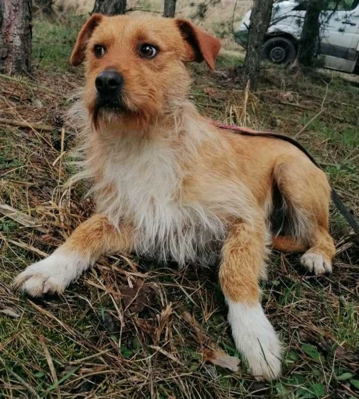 Benji-SZORSTKOWŁOSY,spokojny,ŚREDNI-do spokojnego domu