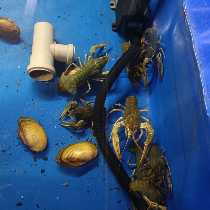 Раки смачні річкові