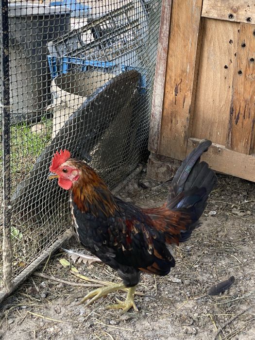 Півень Бентамки