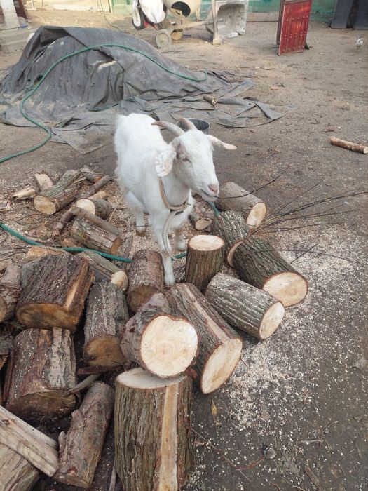 Sprzedam koze biała gotowa do zapłodnienia