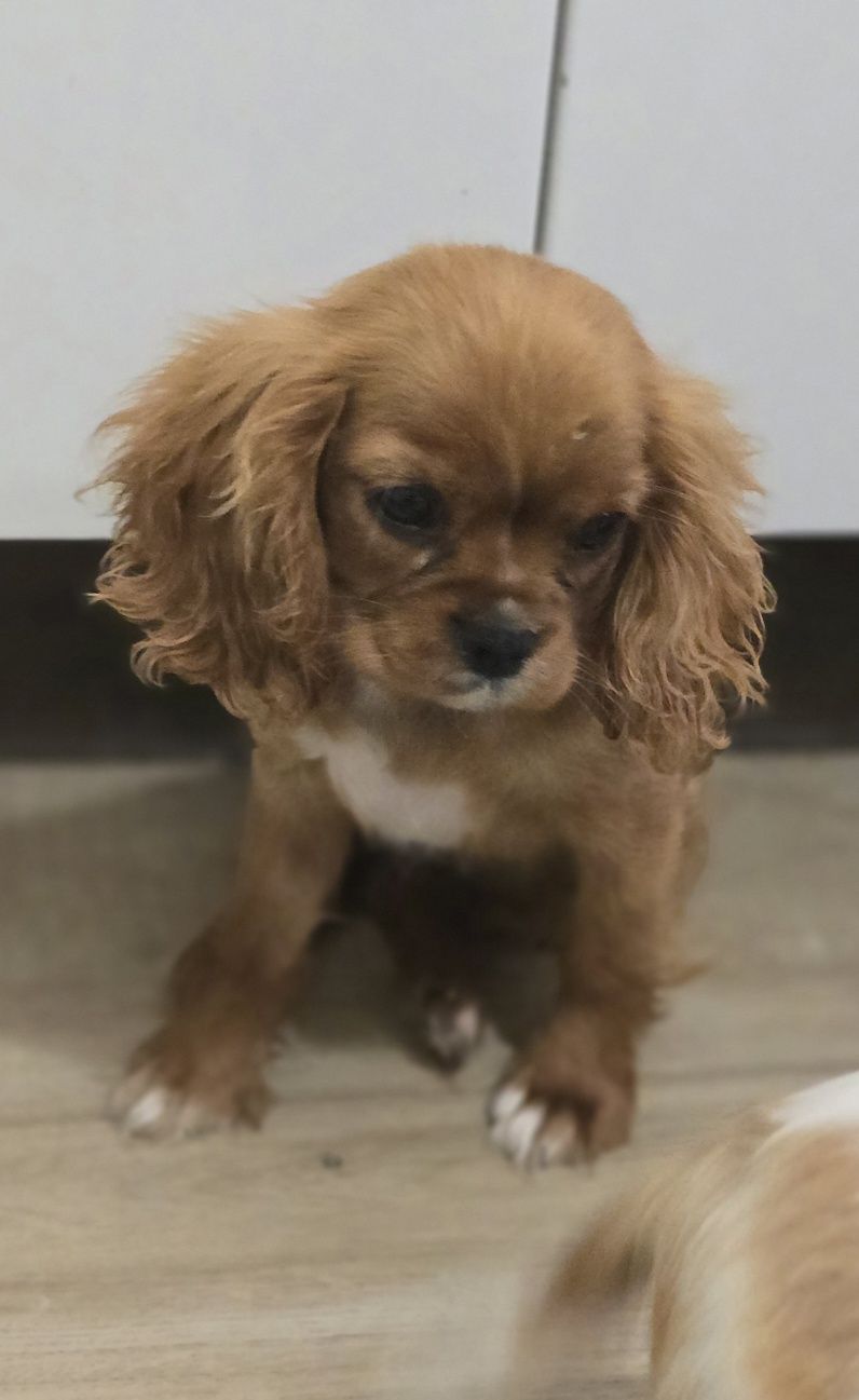 King Charles spaniel sunia
