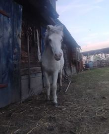 Pilnie sprzedam roczną klacz szetlandzka