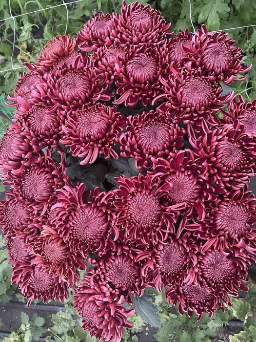 Хризантема кущі сорт Bigudi