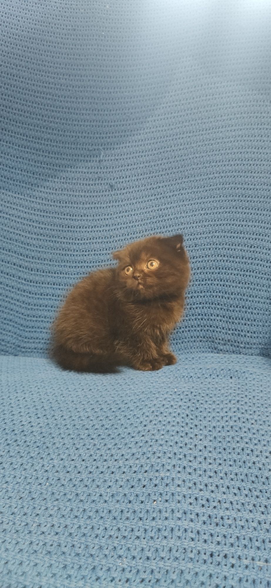Продам котят scottish фолд  і scottish страйт