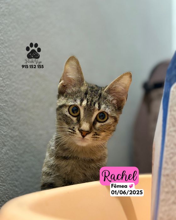 Gatinha Tigrada para adoção