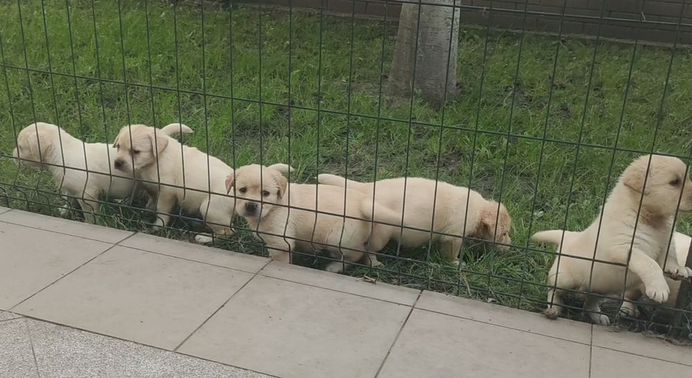 Лабрадорчики. Девочки. Резерв.