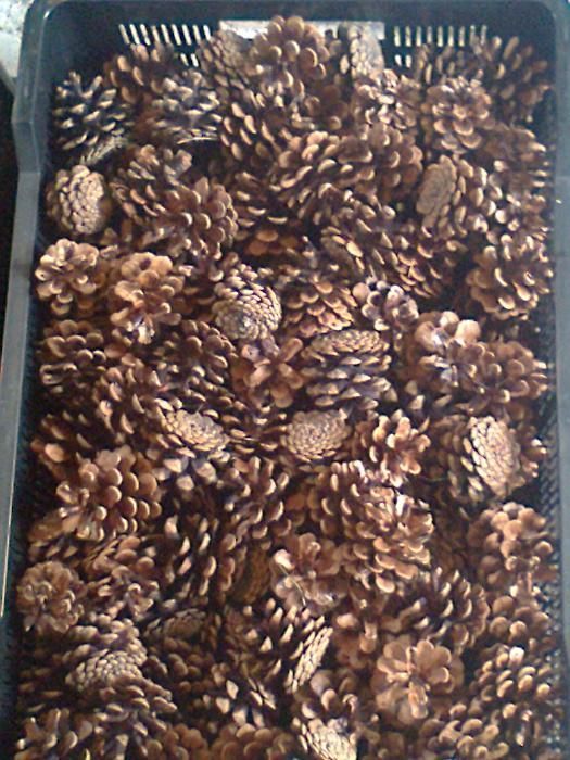 Sprzedam szyszki