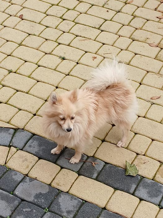 Szpic niemiecki śliczna suczka