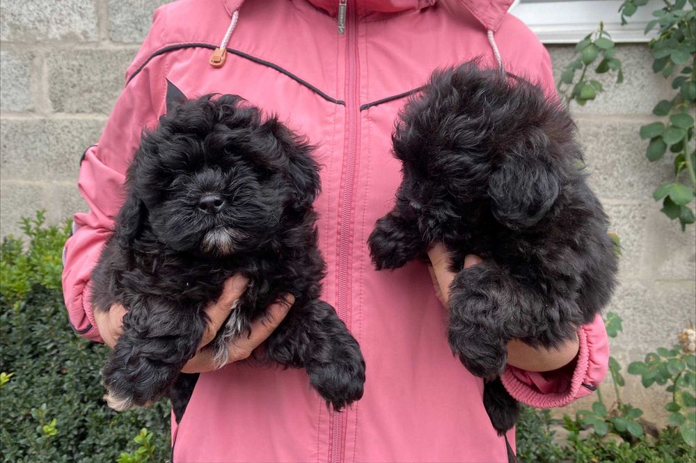 Мальтипу для душі та подарунку