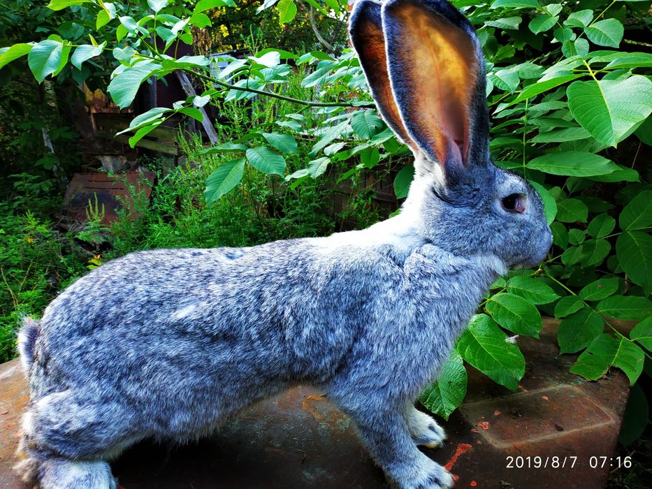 Продам кроликов молодеж Бельгийского Великана