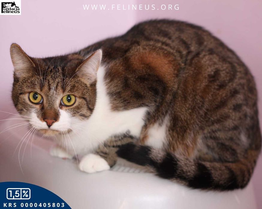 Duży, majestatyczny kocurek czeka na dom