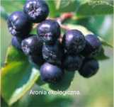 Aronia świeże owoce - 20 kg.