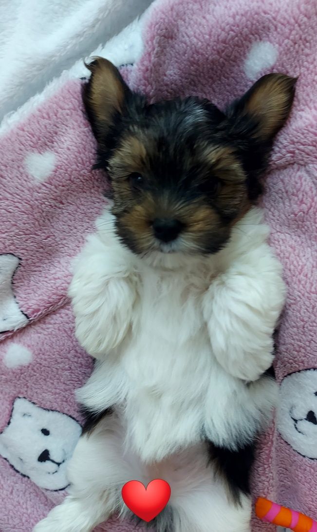 YORK suczka REZERWACJA rozmiar XXS yorkshire terrier biewer miniaturka