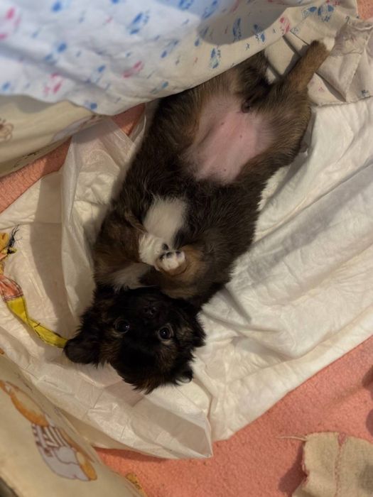 Чистокровна довгошерсна чіхуахуа