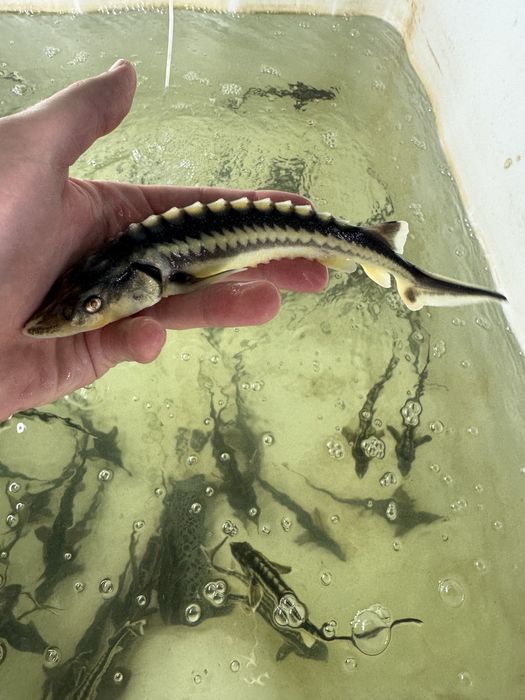 Miętus miętusy narybek miętusa dowóz