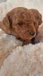 Caniche vermelho