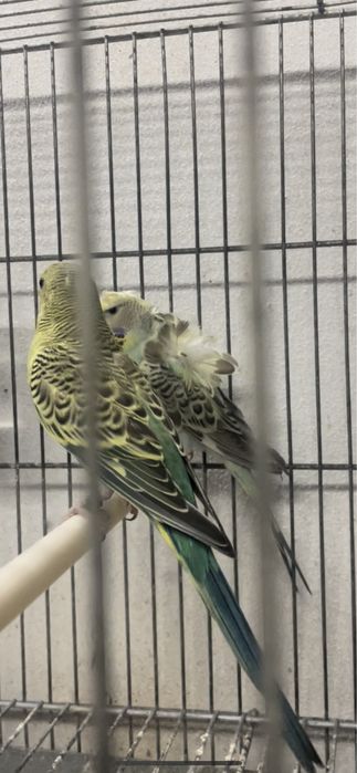 Casal de periquitos horogromos