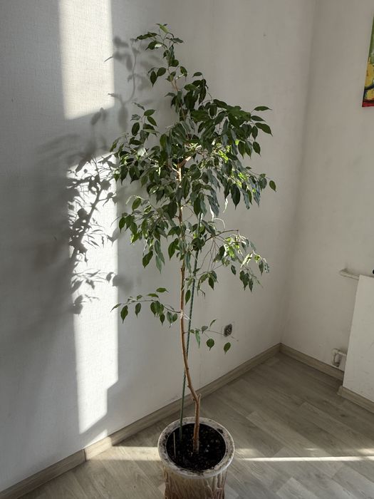 Фікус бенджамина ‘Natasja’