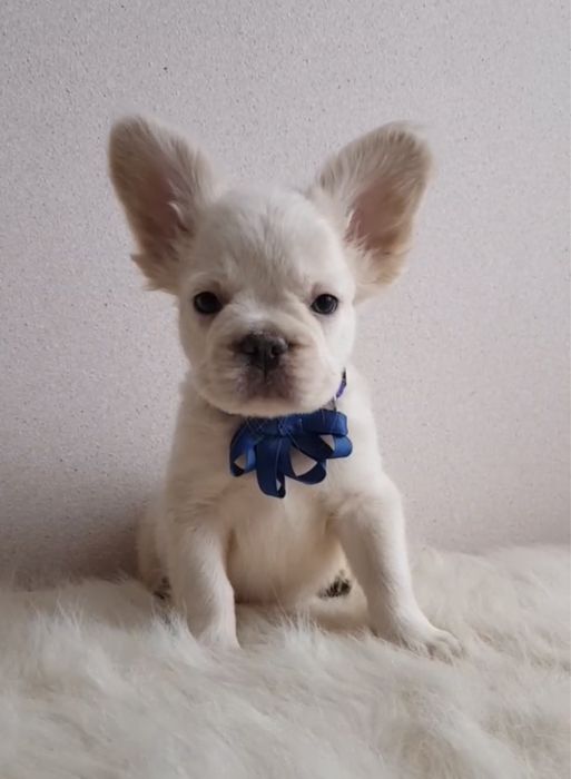 Флаффи пушистый французик с документами