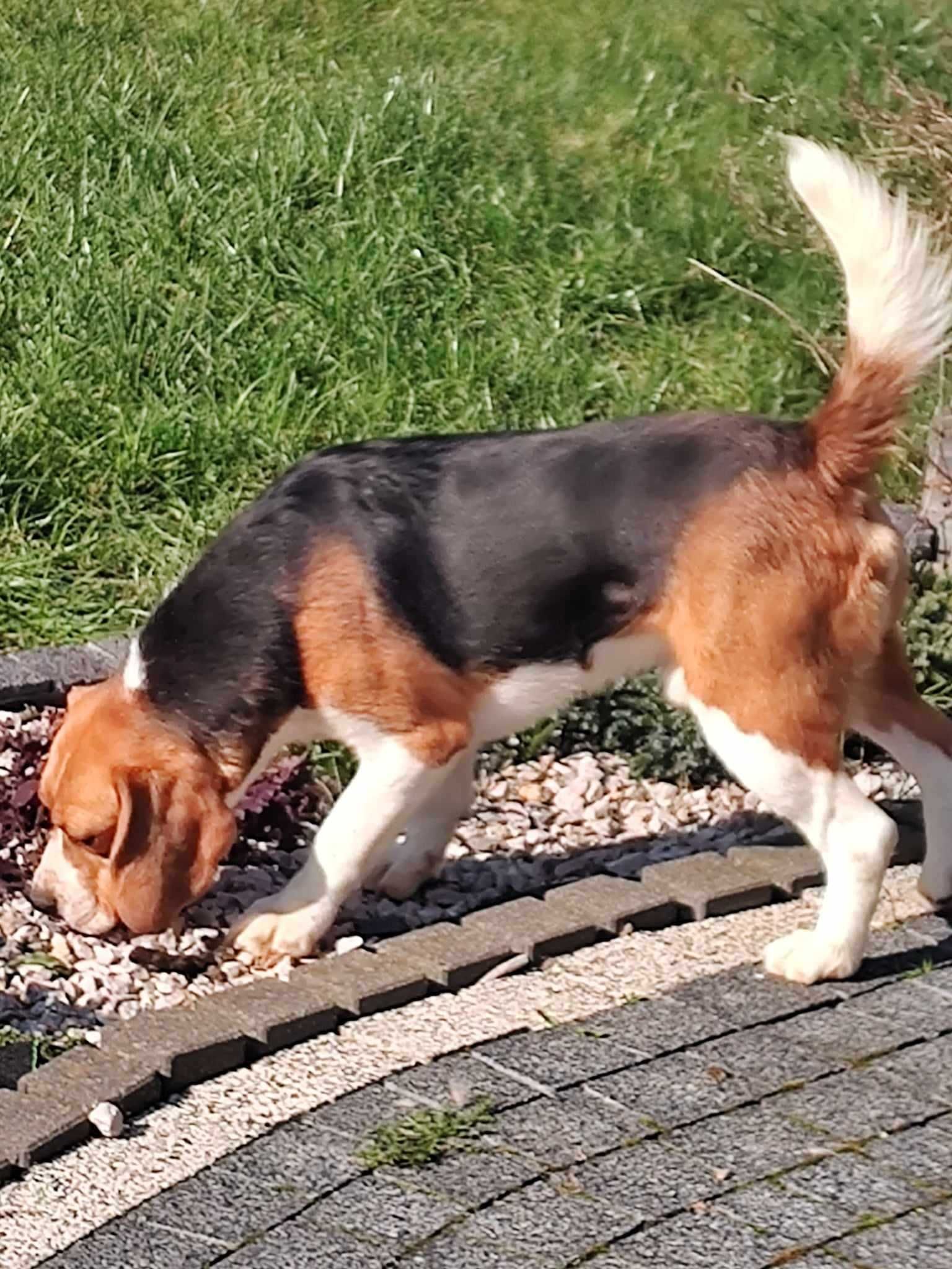 Beagl roczny piesek  Beagle