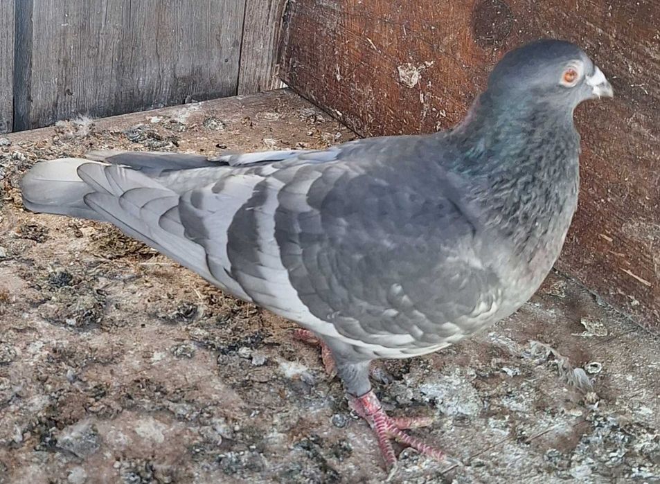 Gołębie pocztowe opalę