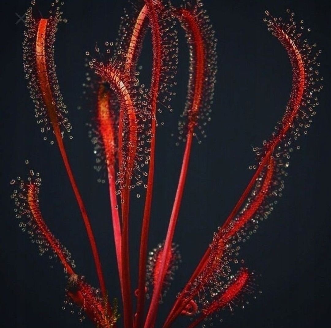 Mega zestaw nasion rosiczek Drosera spatulata communis All red