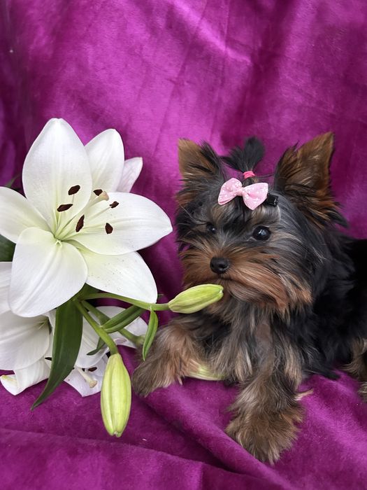 Yorkshire Terrier z rodowodem FCI sunia