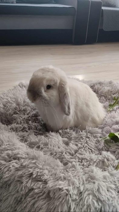 Mini lop z wyposażeniem
