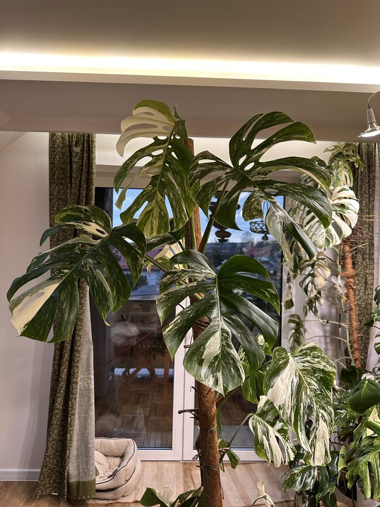 Monstera deliciosa variegata