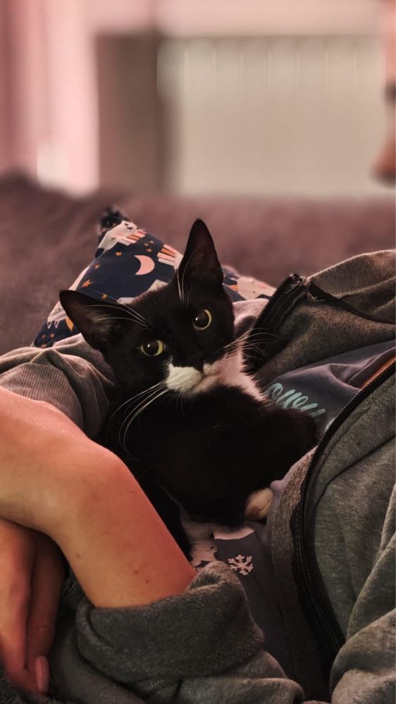 Maluszki i ich mama szukaja domow