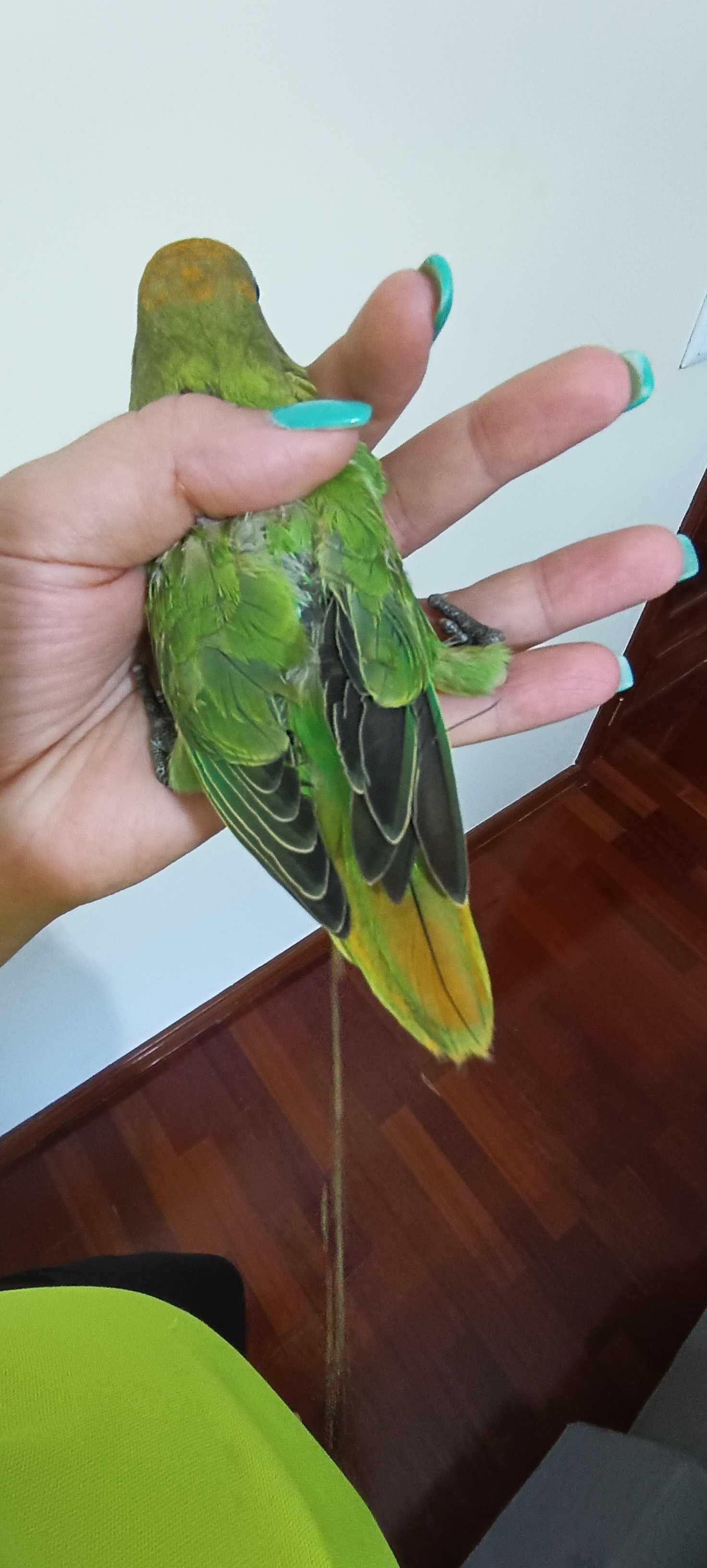 Tenho para ceder estes dois irmãos de Agapórnis Roseicolis verdes