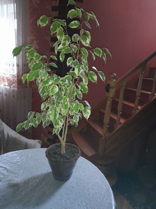 Фикус Бенджамина с горшком