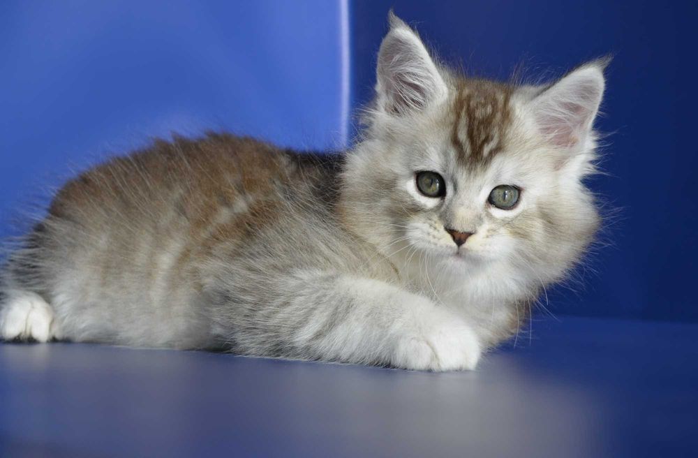 Мейн кун.Мальчик .