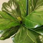 Ficus lyrata | 155cm // planta interior