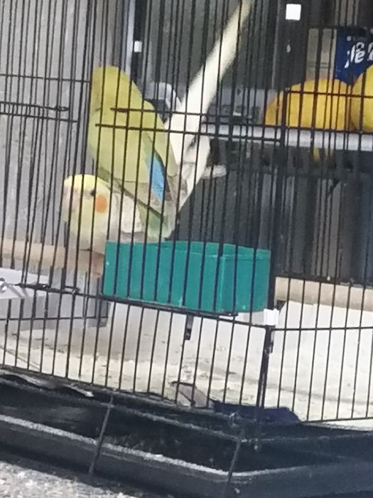 Caturra macho Arlequim Canela Face Amarela e Roseicollis, criados à mã