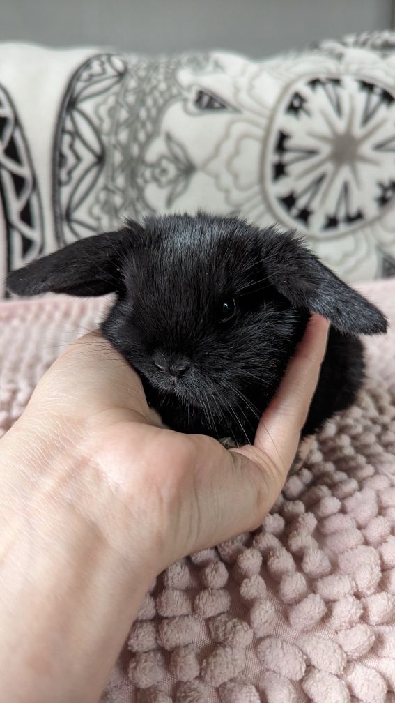 MINI LOP królik miniaturka mały karzełek baranek króliki