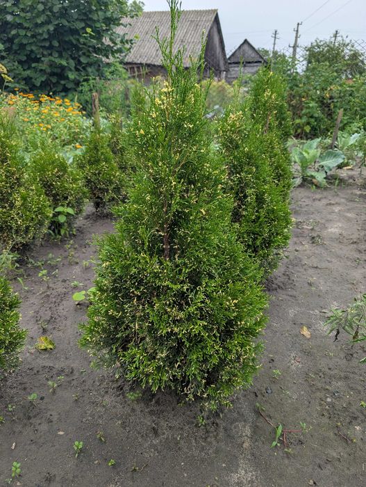 Туя смарагд. Накладний платіж. Вічнозелені рослини