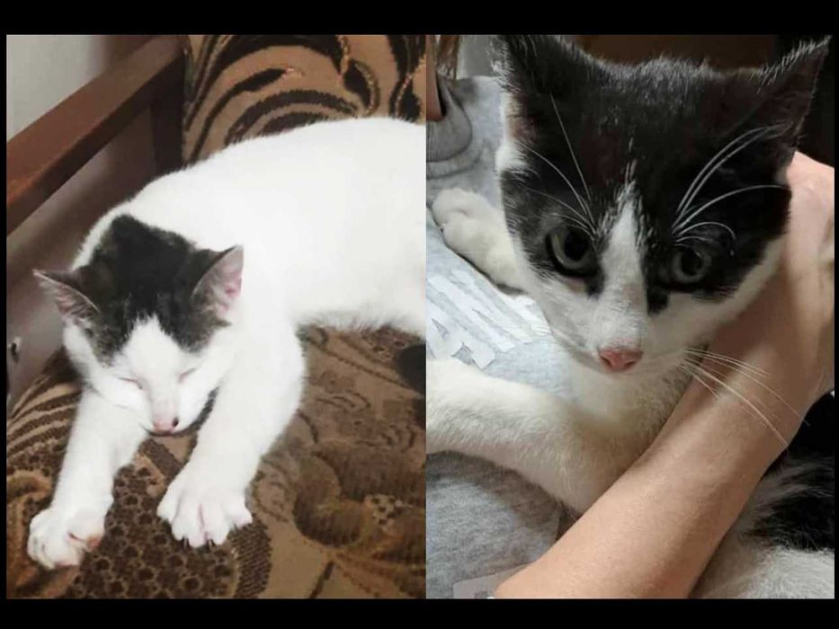 5 miesięczna kotka z rudym noskiem i uszkami do adopcji kot szuka domu