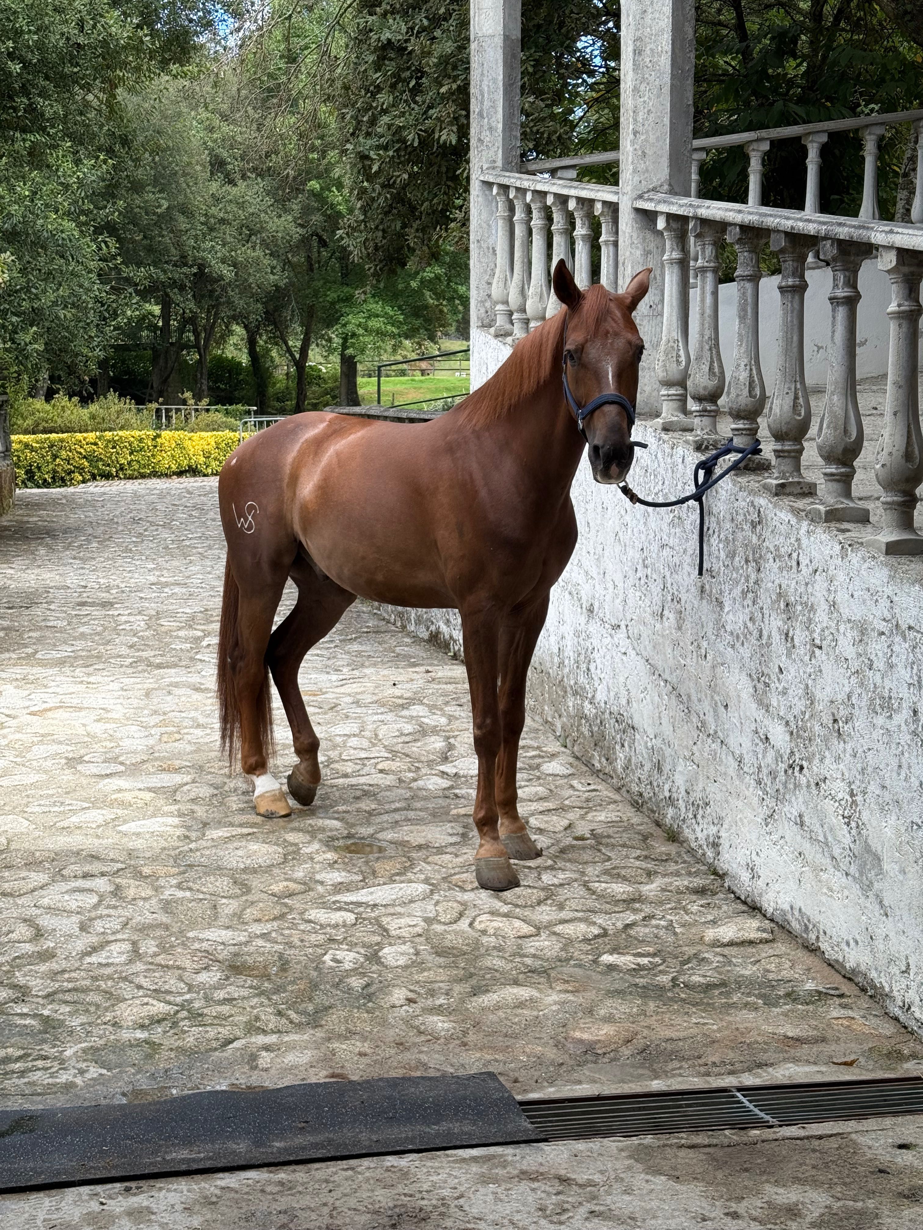 Cavalo luso warmblood