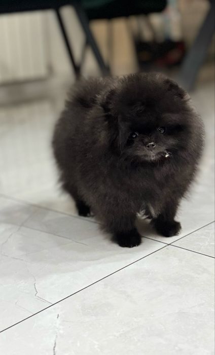 Szpic miniaturowy pomeranian