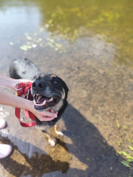 Tary, cudowny przytulak szuka domu