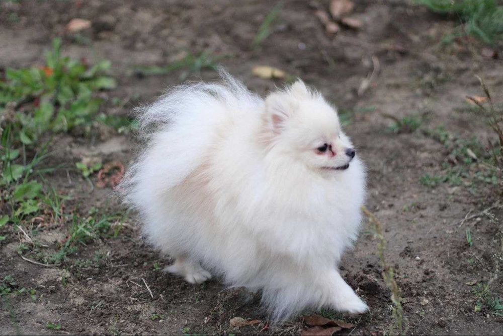 Pomeranian TOY – wyjątkowa, drobna suczka, 2 lata, premium